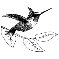 hummingbird