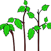 salmonberry shoots